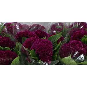 Celosia C Purple Mystic
