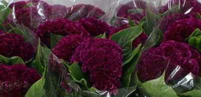 Celosia C Purple Mystic