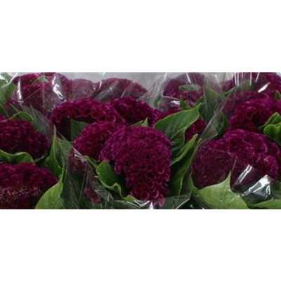 Celosia C Purple Mystic