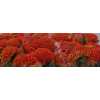 Celosia C Reprise Orange