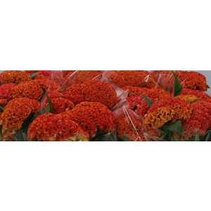 Celosia C Reprise Orange