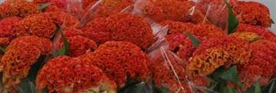 Celosia C Reprise Orange