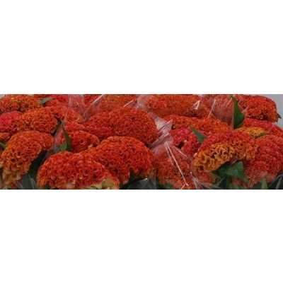 Celosia C Reprise Orange