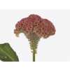 Celosia C Reprise Rose