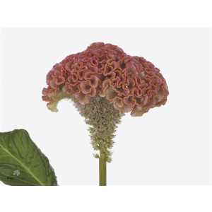 Celosia C Reprise Rose