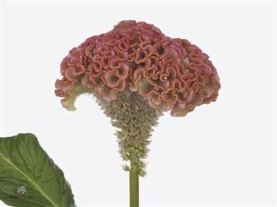 Celosia C Reprise Rose