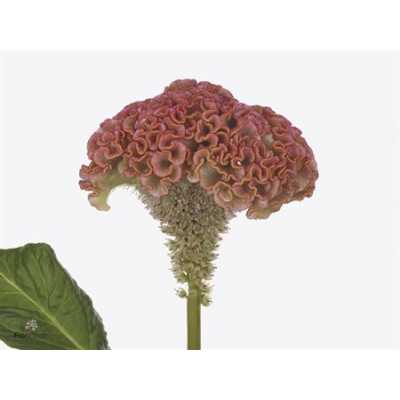 Celosia C Reprise Rose