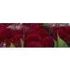 Celosia C Reprise Velvet