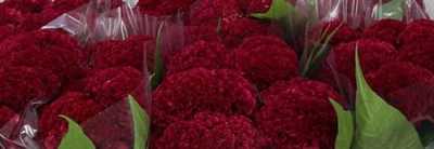 Celosia C Reprise Velvet