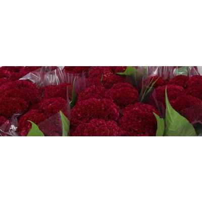 Celosia C Reprise Velvet