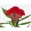 Celosia C Smashing