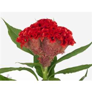Celosia C Smashing
