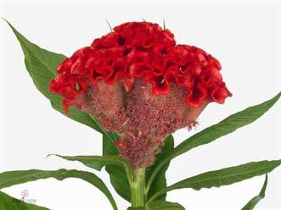 Celosia C Smashing