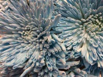 Chr G Ana Snow Light Blue