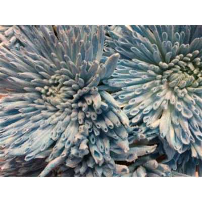 Chr G Ana Snow Light Blue