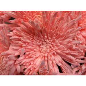 Chr G Ana Snow Light Pink