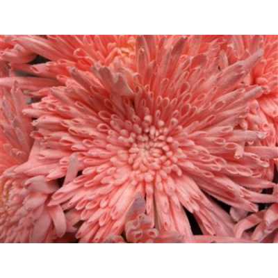 Chr G Ana Snow Light Pink