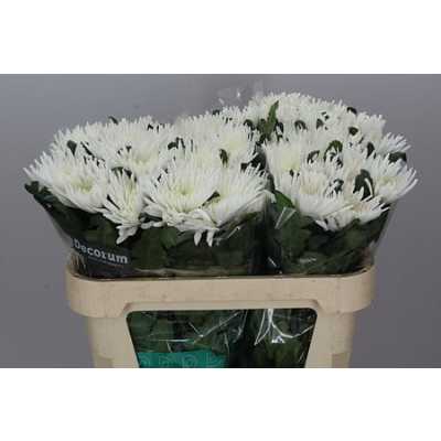Chr G Anastasia White Ex