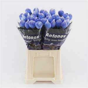 Chr G Antonov Verf Blauw