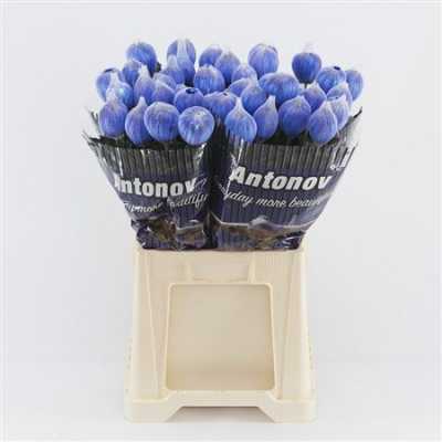 Chr G Antonov Verf Blauw