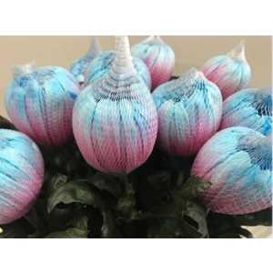 Chr G Antonov Verf Bubblegum Pink Blue