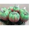 Chr G Antonov Verf Bubblicious Pink Green