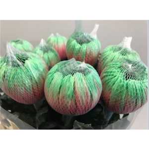 Chr G Antonov Verf Bubblicious Pink Green