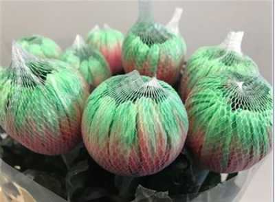 Chr G Antonov Verf Bubblicious Pink Green