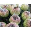 Chr G Antonov Verf Hortensia Green Pink