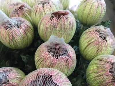 Chr G Antonov Verf Hortensia Green Pink