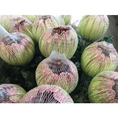 Chr G Antonov Verf Hortensia Green Pink