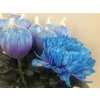 Chr G Antonov Verf Lagoon Blue Purple