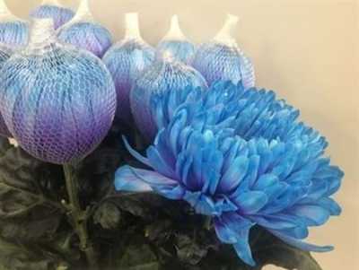 Chr G Antonov Verf Lagoon Blue Purple