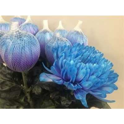 Chr G Antonov Verf Lagoon Blue Purple