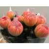 Chr G Antonov Verf Moonshine Orange Pink