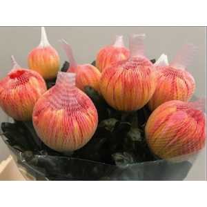 Chr G Antonov Verf Moonshine Orange Pink