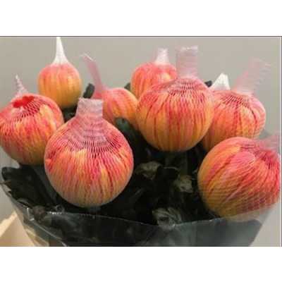 Chr G Antonov Verf Moonshine Orange Pink