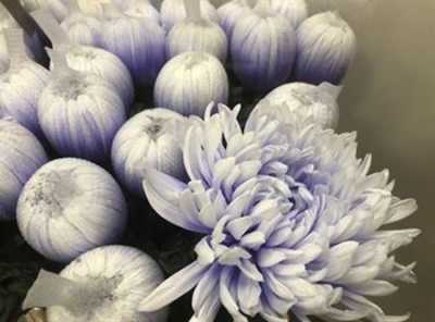 Chr G Antonov Verf Pastel Lilac