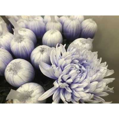 Chr G Antonov Verf Pastel Lilac