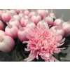 Chr G Antonov Verf Pastel Pink
