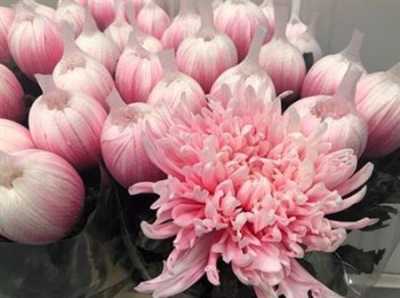 Chr G Antonov Verf Pastel Pink
