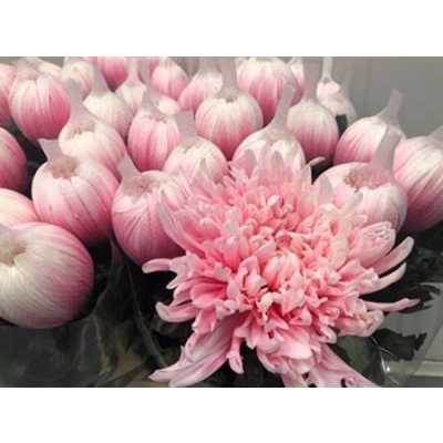 Chr G Antonov Verf Pastel Pink
