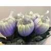 Chr G Antonov Verf Purple Fresh Purple Yellow