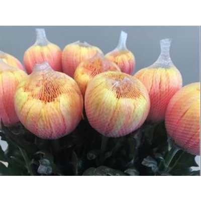 Chr G Antonov Verf Sunshine Pink Yellow