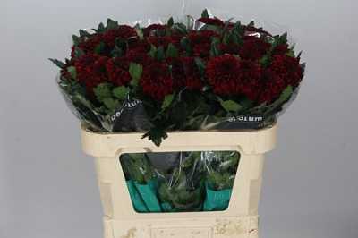 Chr G Barca Red