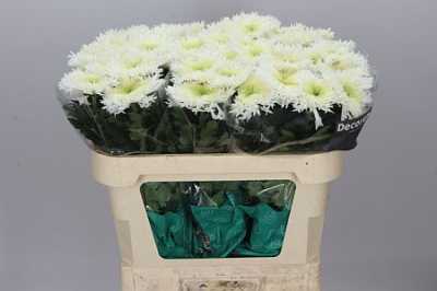 Chr G Etrusko White