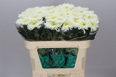 Chr G Etrusko White