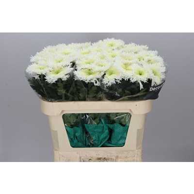 Chr G Etrusko White