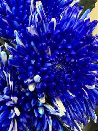 Chr G Topspin Blue