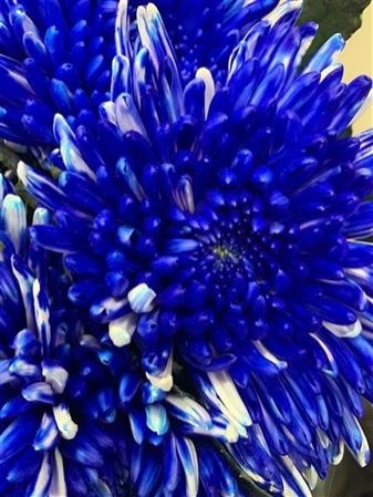 Chr G Topspin Blue